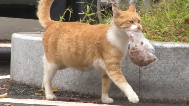 Peliharaan Imut|Kucing Liar Mencari Makanan Untuk Anak Kucing