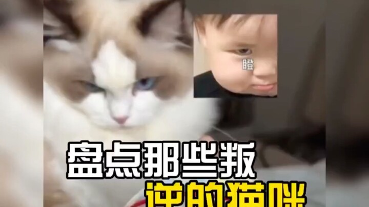 เป็นการหยอกล้อเล่นกับเจ้าเเมวในบ้าน