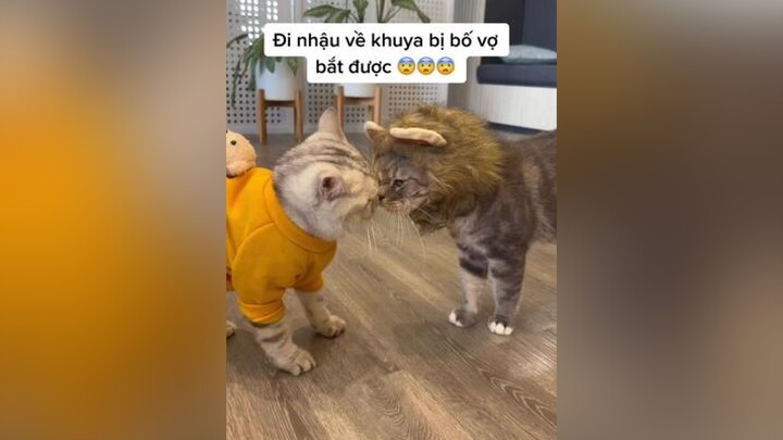 Đi nhậu về khuya bị bố vợ bắt được, quả này tiêu thật rùi Ice ơiii!!! 😭😭😭 ice Tea mèo meo meow cats