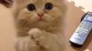 THIS CUTE LITTLE KITTEN MAKES YOU BUMP!