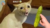 Try Not To Laugh - Funny Cat Reaction Videos #4| MEOW