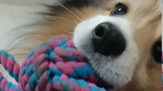 [Sheltie] A stingy person who loves to act like a spoiled child