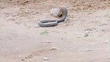 snake and mongoose fight