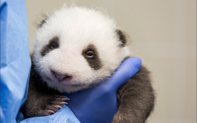 [Pandas] Opening Its Eyes In Berlin Zoo