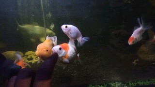 ikan mas koki mutiara & oranda