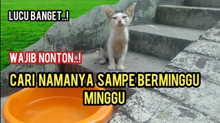 Anak Kucing Ini Punya Nama Paling Unik Sedunia Wajib Nonton..!