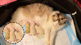 Sticky Ragdoll childbirth can't leave people. We have to do babysitter.