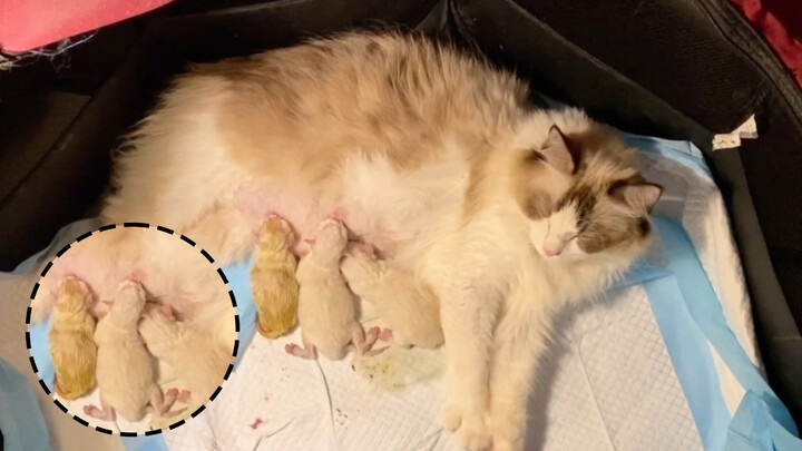Kucing ragdoll manja tidak bisa meninggalkan manusia saat melahirkan