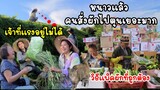 EP.690 ฤดูหนาวมาแล้ว คนไทยในเกาหลีซื้อผักไปตุนเยอะมาก ซอกลัวผักตาย เก็บขายทุกอย่างให้หมด