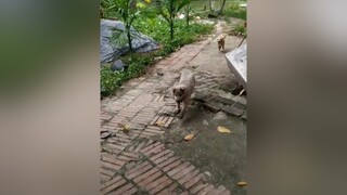 Suốt ngày nghịch bẩn...yeucho yeuchomeo cún cúncon chó chómèo chócon chó_cưng chókhôn yeuchomeo cưng chócute pet dog dogsoftiktok