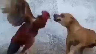 Chicken vs. Dog