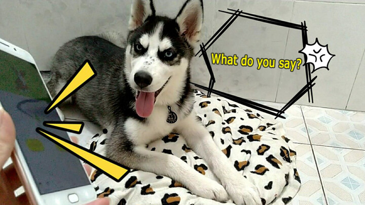 [Animals]Using the dog language translator to talk with a husky