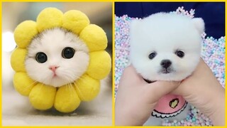 Thư giãn Cùng Boss Cưng Đáng Yêu Cute Không Chịu Nổi P(3) 🐱🐶 Funny Dog & Cat Videos Compilation