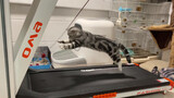 Turn the treadmill on the highest setting to see cat flying on it!