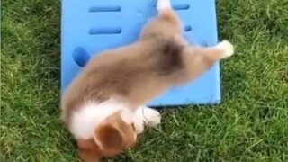 Funniest Animals Compilation | Cute Baby Animals Doing Cute Things | Funny Animal Videos