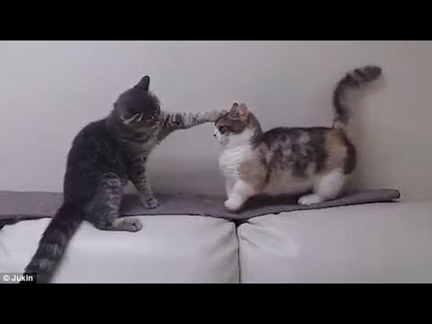 Những chú mèo cực kỳ hài hước và vui nhộn 2018 | TRY NO TO LAUGH Funny Cats Compilation