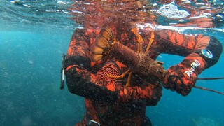 Original: Teaching You Hand in Hand How to Catch Australian Lobsters