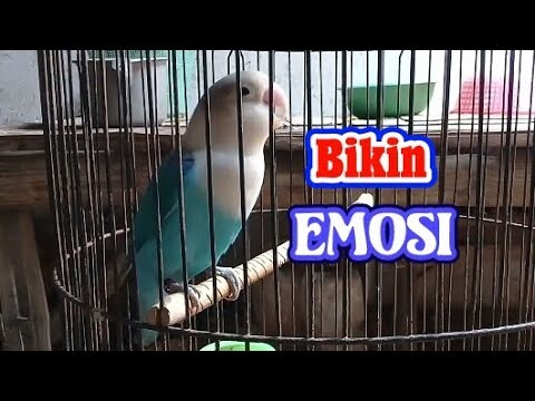 lovebird ngekek mengejek lawan biar cepat emosi
