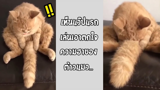 รวมคลิปตลกๆ : เห็นแว๊ปเเรก…ทำเอาคิดไม่ดีเลย!!