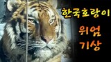 "Raja hutan si bulu lebat" Kisah Sibrerian Tiger (Tiger Love🐯🧡) in Korea