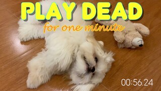 Cute Shih Tzu Puppy Tries to Play Dead for One Minute