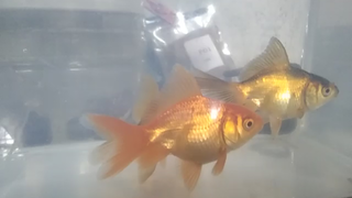 Double tail goldfish