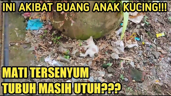 INNALILLAHI,ANAK KUCING INI M4T1 TERSENYUM,SUDAH JADI M4Y4T LAMA TAPI BADANNYA TETAP UTUH