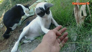 Indahnya Berbagi Part 2 | Setelah Itu Mengunjungi Kucing Liar Yang Pada Kelaparan Di Pinggir Kali..!