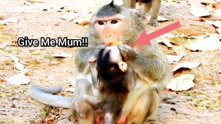 Give Me Mum!!, Baby Monkey Vikki Try Take Food From Mum, Violet Not Give It To Her Baby Vikki