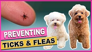 HOW TO PREVENT TICKS AND FLEAS IN DOGS| 5 TIPS |All-Natural Remedies| The Poodle Mom