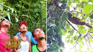 Higanteng uod, diumano namataan sa isang puno sa Masbate?!  | Kapuso Mo, Jessica Soho