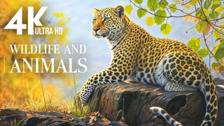 Wild Animals 4K Ultra HD National Geographic