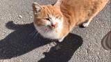 [ANIMAL]Feeding a stray cat