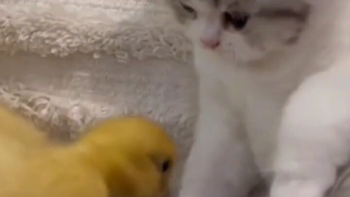 Duck and kitty  (◍•ᴗ•◍)💜