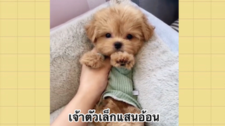 เพื่อนตัวน้อย สัตว์เลี้ยงแสนซน : เจ้าตัวเล็กแสนอ้อน