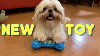 Shihh Tzu Dog Reacts to His New Toy | Cute & Funny Shih Tzu Video