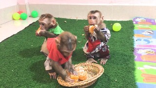 Orange fruits for the three busy monkeys