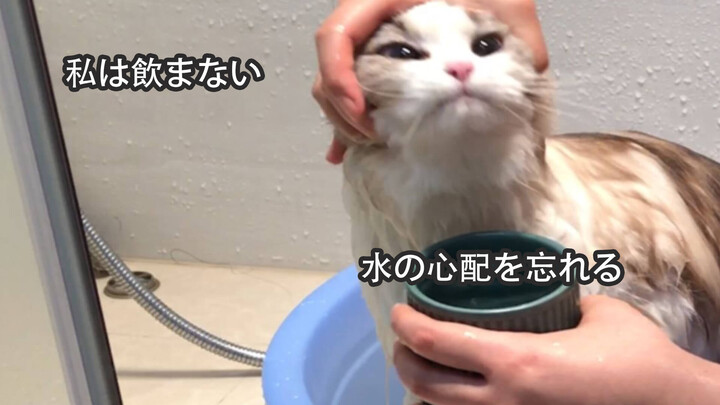 [Animals]Washing a Ragdoll in a basin at home