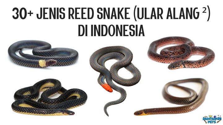 30+ Jenis Reed Snake / Ular Alang-alang (Calamaria, Rabdion, Pseudorabdion) di Indonesia