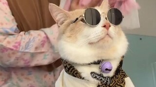 cute cat 😺