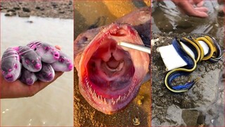 Catching Seafood 🦀 ASMR Relaxing (Catch Shark , Catch Fish ,Deep Sea Monster ) #521