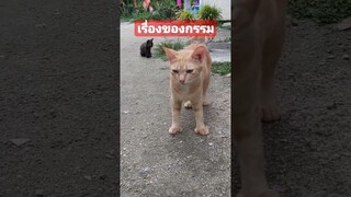 เรื่องของกรรม #funny #awesome #reels #คลิปตลก