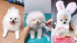 Tik Tok Chó phốc sóc mini Funny and Cute Pomeranian Videos #11