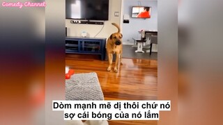 Chiếc cún sợ bóng của chính mình