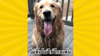 สัตว์เลี้ยงเพื่อนขนปุย : ไม่ดื้อไม่ใช้โกลเด้น