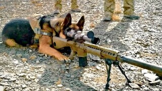 For 12 Years, Dog’s Trained As Professional Assassin & Avenges His Owner’s De