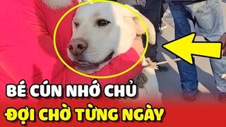 Cảm động bé Cún mỗi ngày đều ngồi trước cửa đợi chủ trở về ❤️ | Yêu Lu