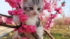 Wallpaper Kucing