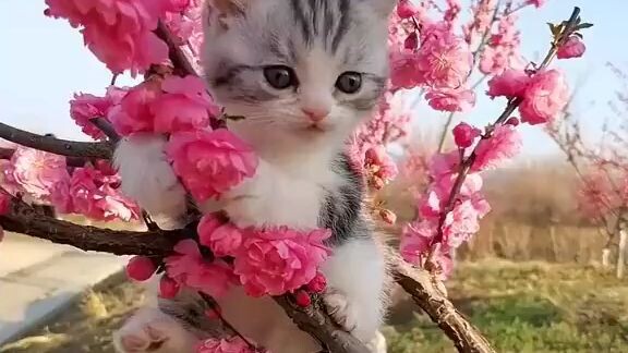Wallpaper Kucing
