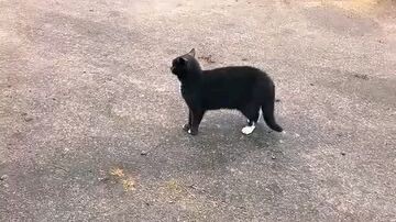 awesome cat